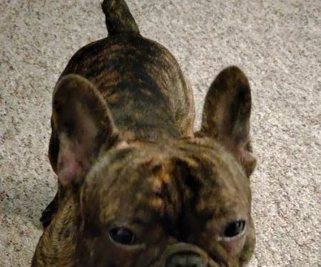 Warren Animal Hospital: Bickford Ilse DVM
