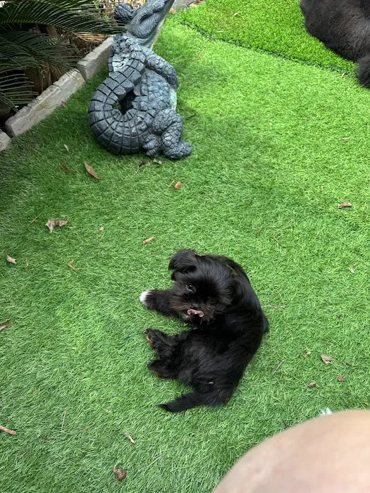 Mark's AKC Shih Tzu Picture 7
