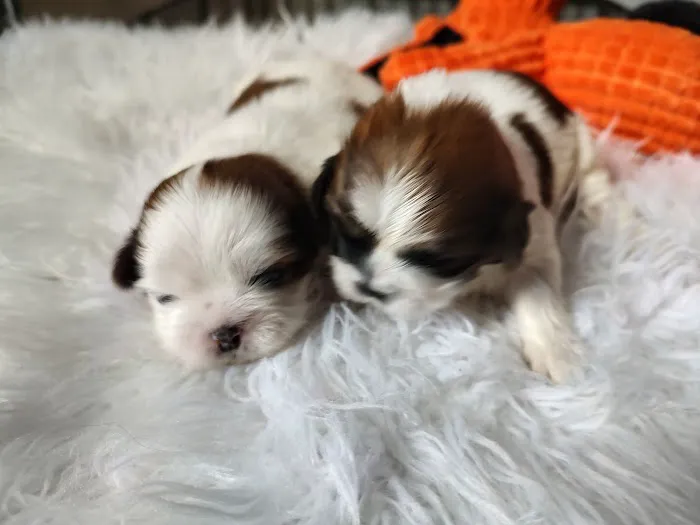 Mark's AKC Shih Tzu Picture 9