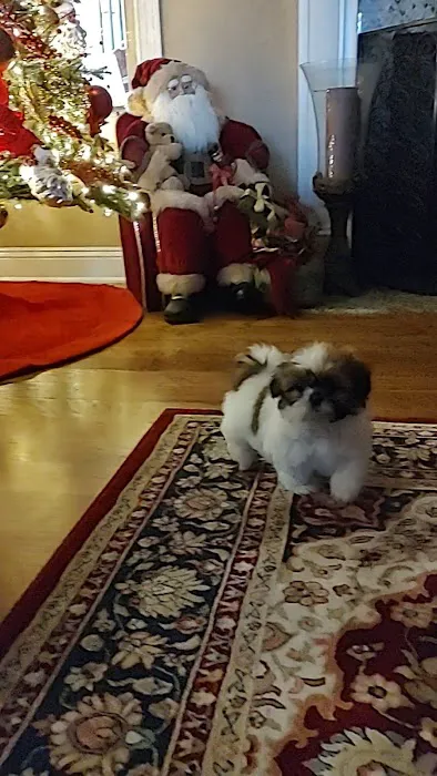 Mark's AKC Shih Tzu Picture 3