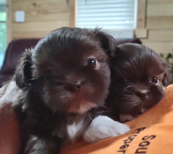 Mark's AKC Shih Tzu Picture 6