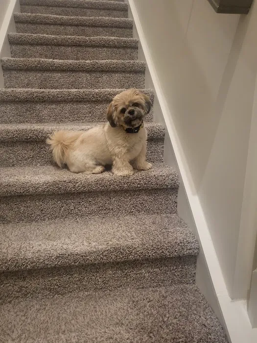 Mark's AKC Shih Tzu Picture 8