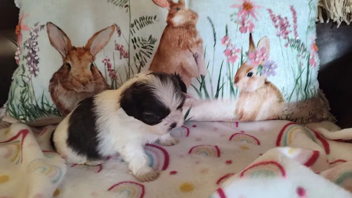 Mark's AKC Shih Tzu Picture 1