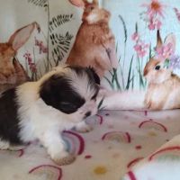 Mark's AKC Shih Tzu ico