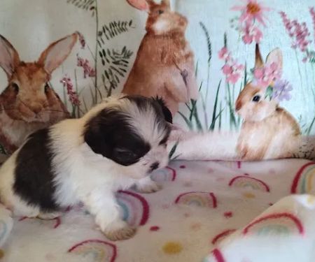 Mark's AKC Shih Tzu