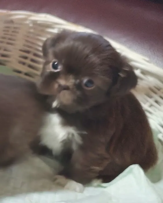Mark's AKC Shih Tzu Picture 2