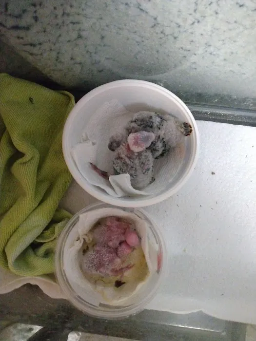 Sherry's Handfed Bird Babies Picture 1