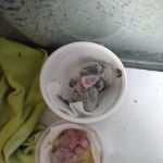 Sherry's Handfed Bird Babies