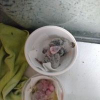 Sherry's Handfed Bird Babies ico