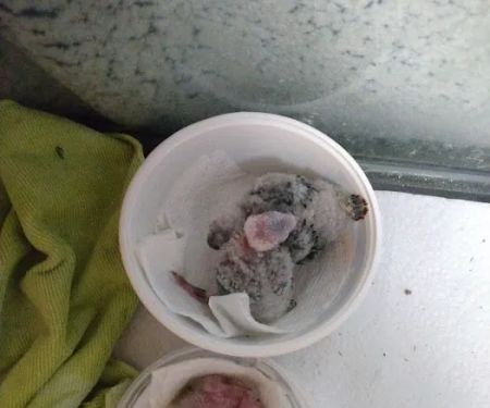 Sherry's Handfed Bird Babies