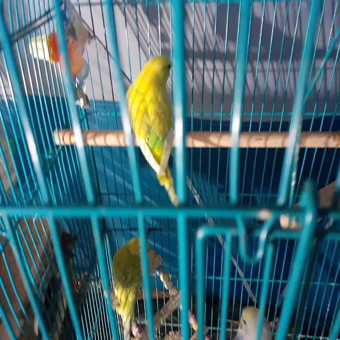 Sherry's Handfed Bird Babies Picture 6