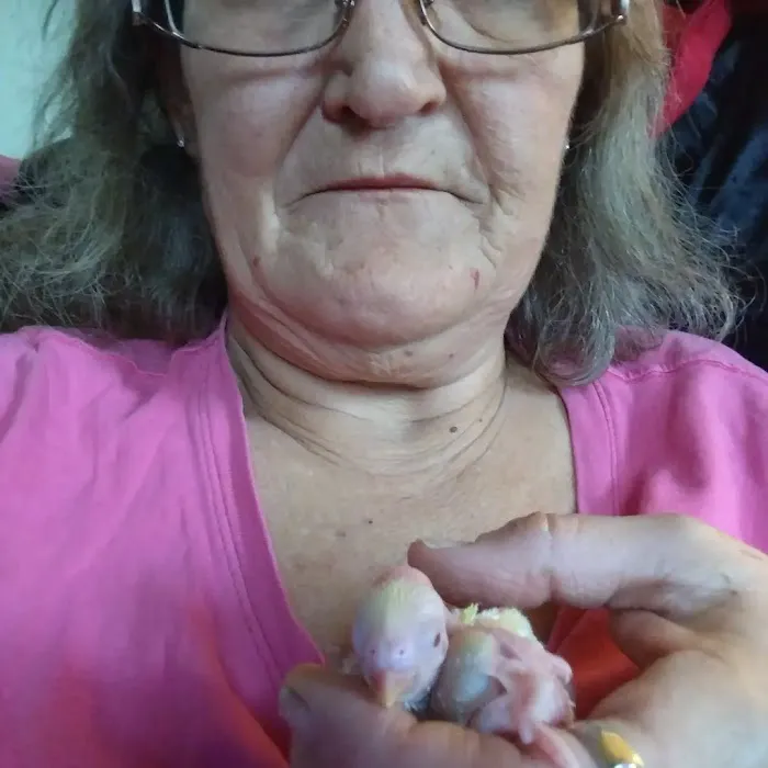 Sherry's Handfed Bird Babies Picture 2