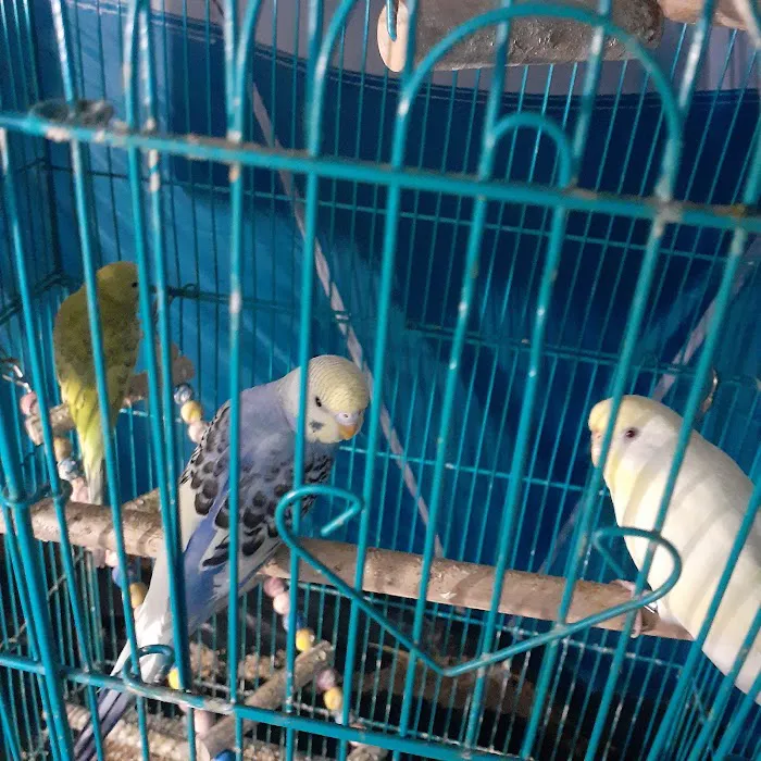 Sherry's Handfed Bird Babies Picture 5