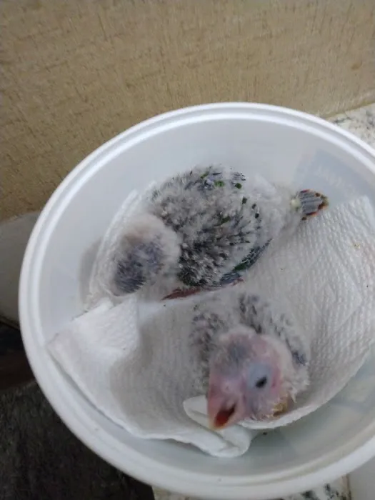 Sherry's Handfed Bird Babies Picture 3