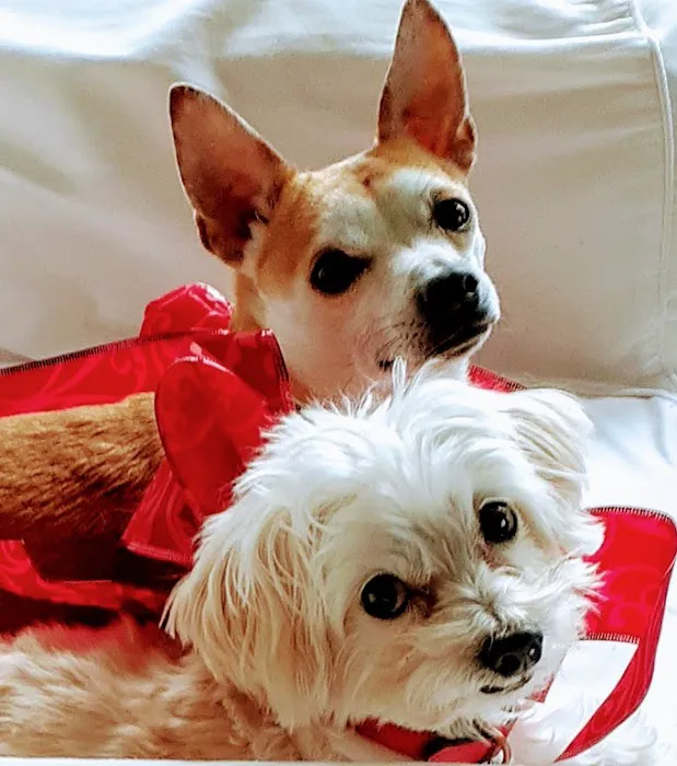 Warren Animal Hospital Picture 1