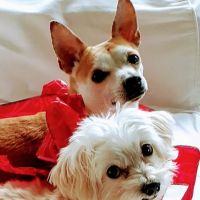 Warren Animal Hospital ico