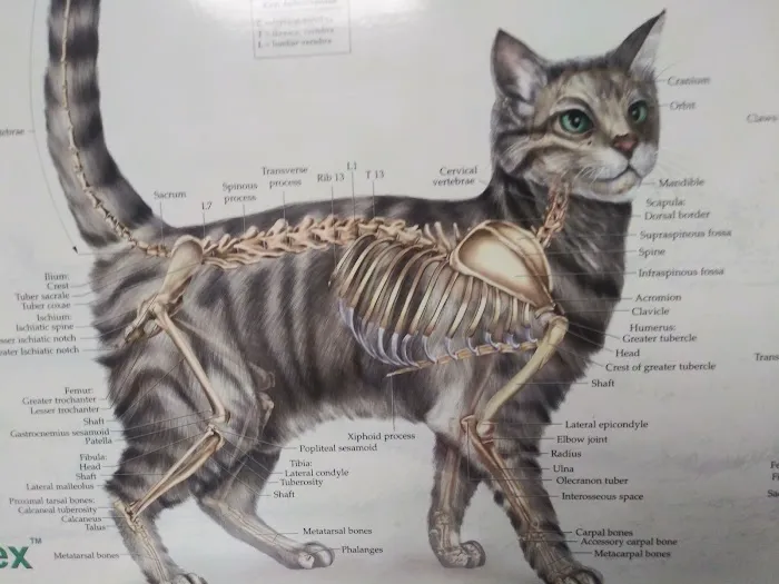 Warren Animal Hospital Picture 4