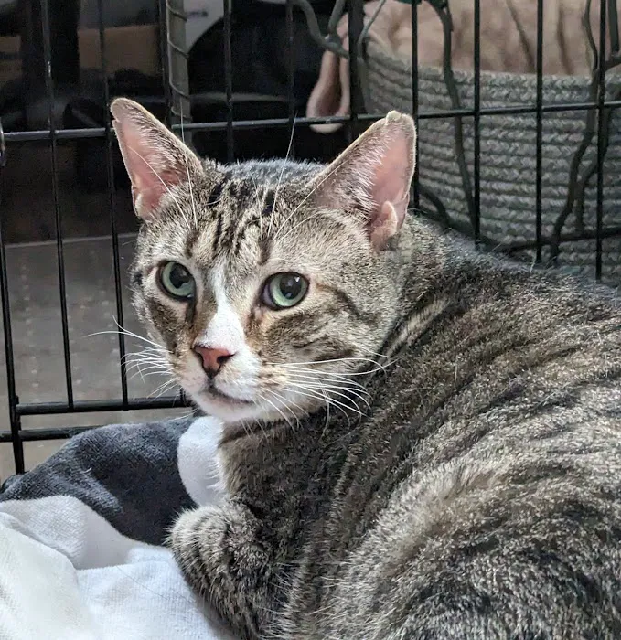 Warren Animal Hospital Picture 5