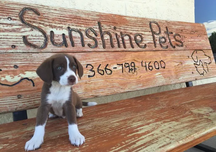 Sunshine Pets Picture 10
