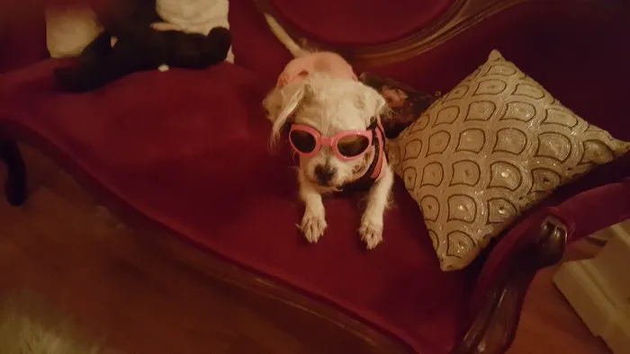 Caldwell Integrative Veterinary Medicine Picture 2