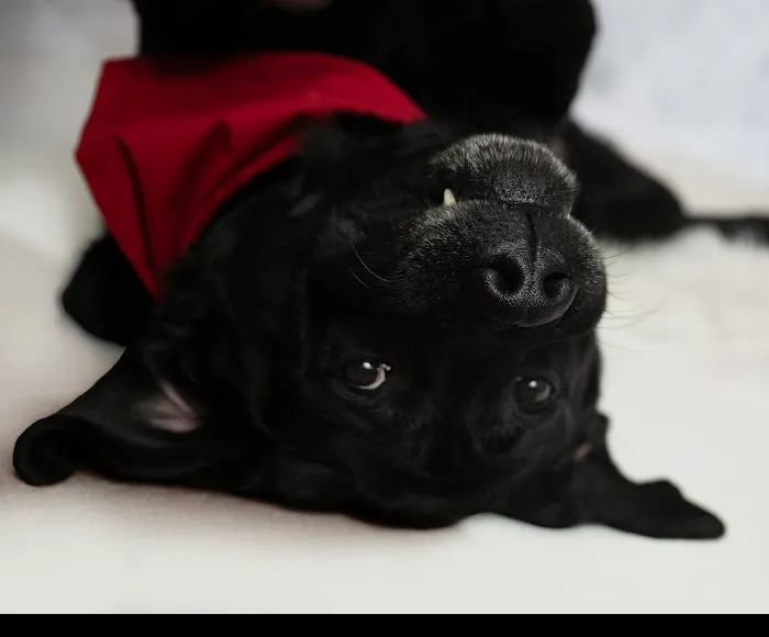 Caldwell Integrative Veterinary Medicine Picture 1