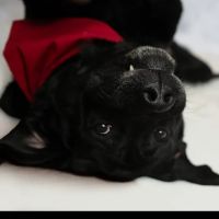 Caldwell Integrative Veterinary Medicine ico