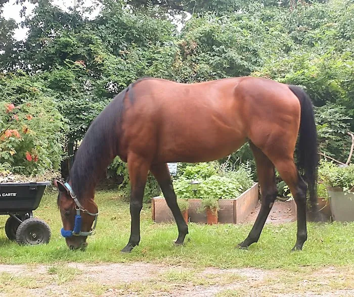 Sarah Horin Reynolds, DVM, Inc. Picture 1