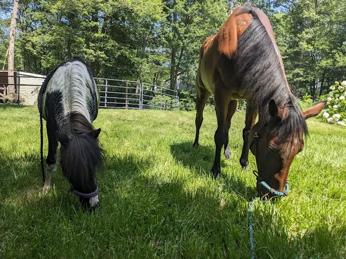 Sarah Horin Reynolds, DVM, Inc. Picture 2