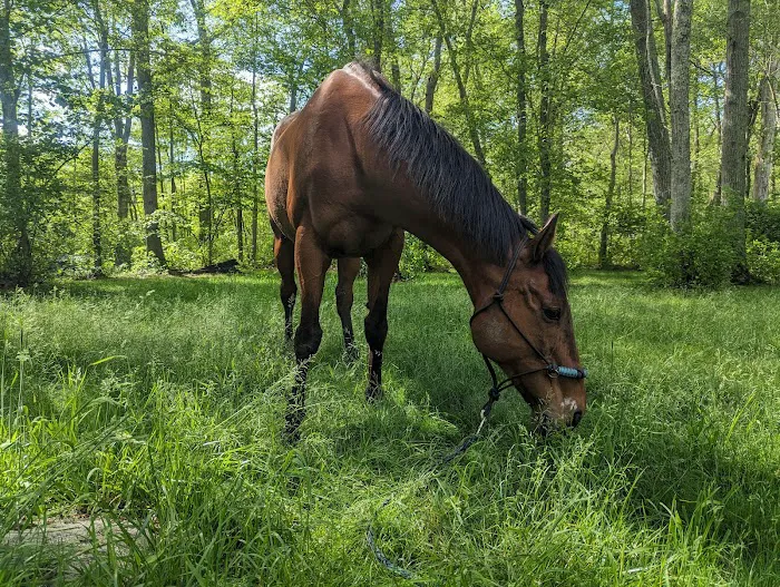 Sarah Horin Reynolds, DVM, Inc. Picture 5