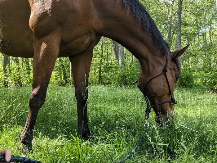 Sarah Horin Reynolds, DVM, Inc. Picture 3