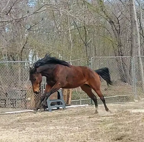 Sarah Horin Reynolds, DVM, Inc. Picture 8