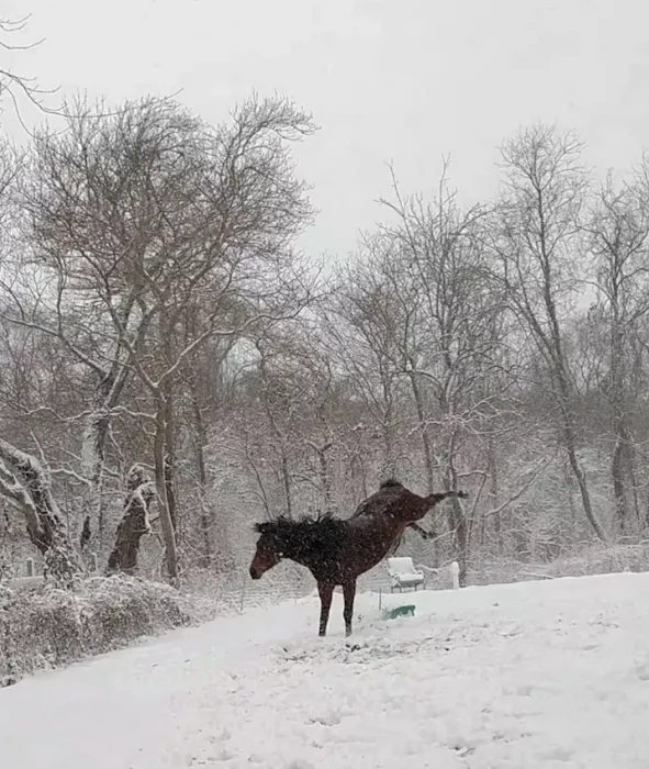 Sarah Horin Reynolds, DVM, Inc. Picture 7