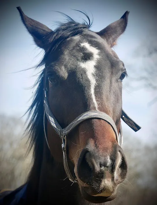 Sarah Horin Reynolds, DVM, Inc. Picture 6