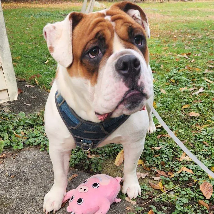 Swansea Veterinary Center Picture 2