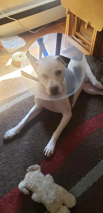 Swansea Veterinary Center Picture 9