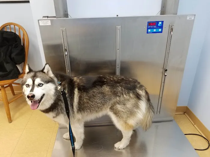 Swansea Veterinary Center Picture 6