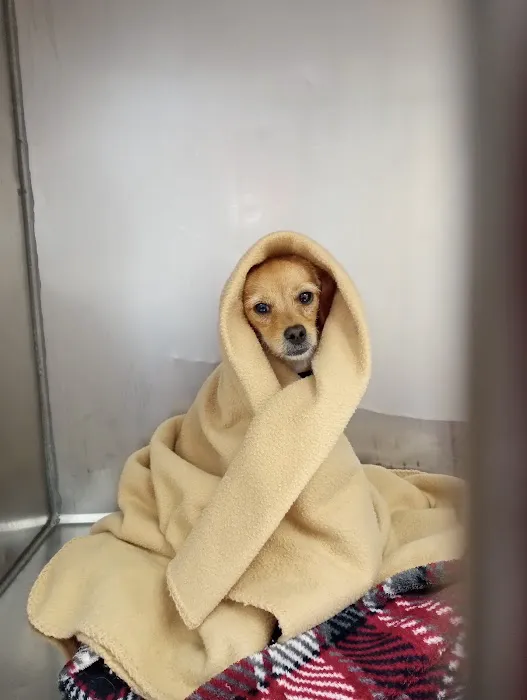 Swansea Veterinary Center Picture 4