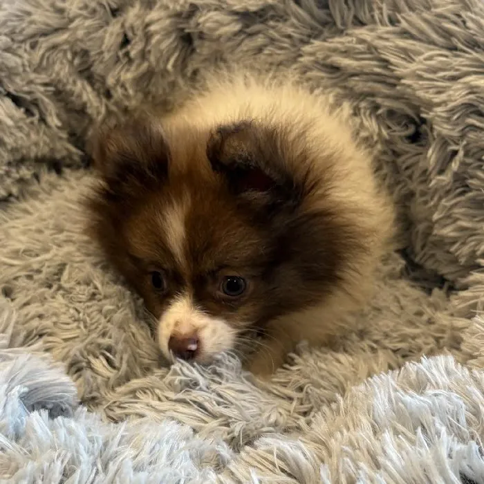 Waggles Greensboro Picture 1