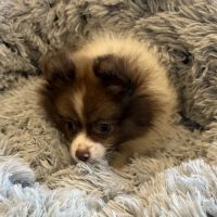 Waggles Greensboro ico