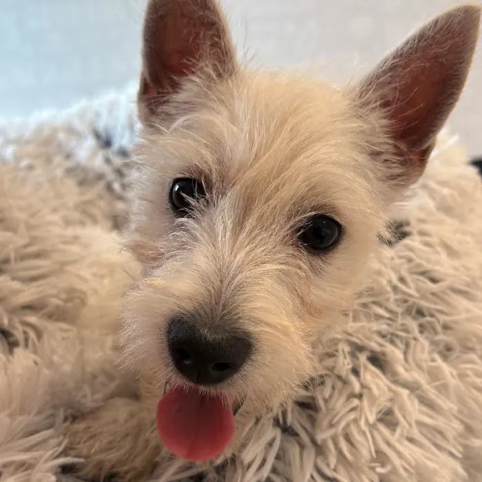 Waggles Greensboro Picture 4