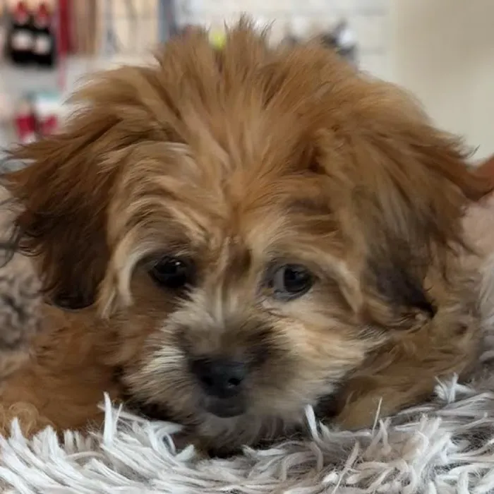 Waggles Greensboro Picture 9