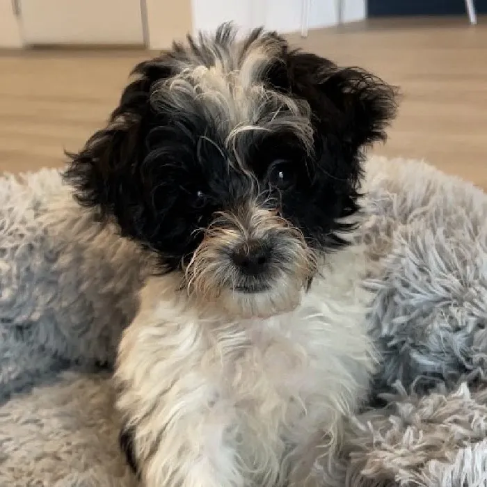 Waggles Greensboro Picture 5