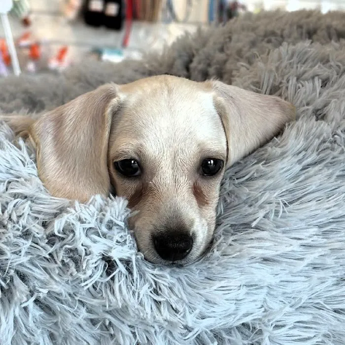 Waggles Greensboro Picture 8