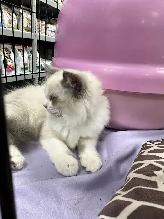 Friendly Pets Picture 6