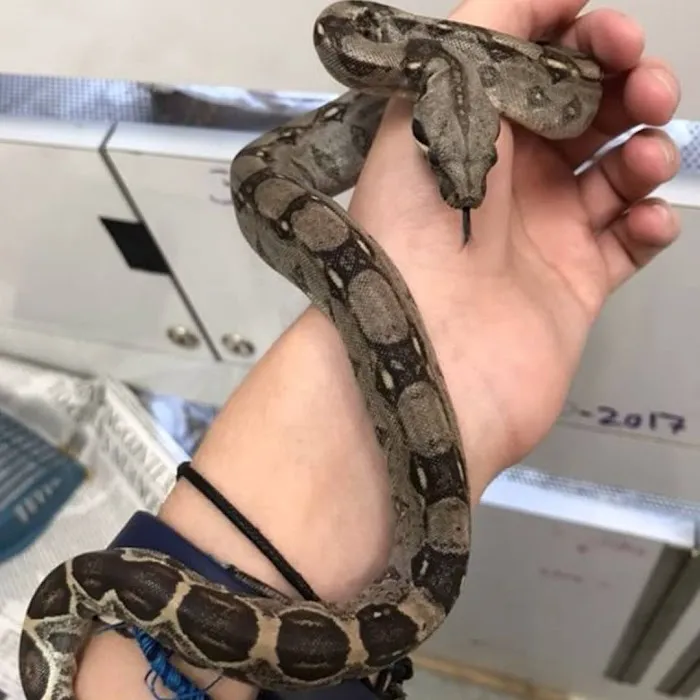 Friendly Pets Picture 5