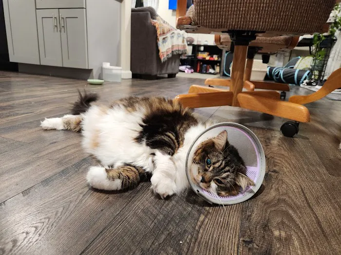 Bay State Veterinary Emergency & Specialty Services Picture 1