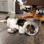 Bay State Veterinary Emergency & Specialty Services