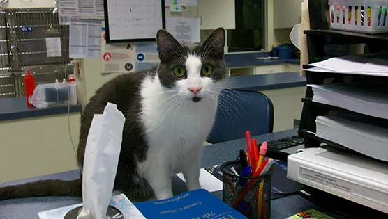 Bay State Veterinary Emergency & Specialty Services Picture 5