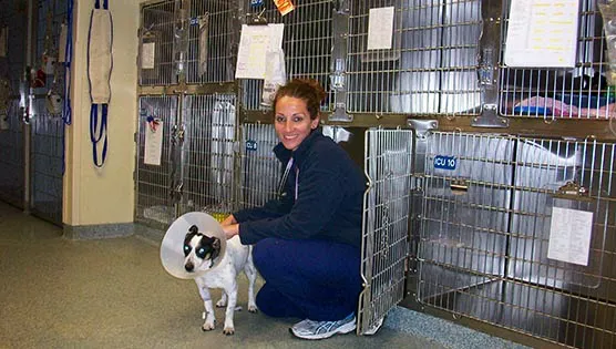 Bay State Veterinary Emergency & Specialty Services Picture 2