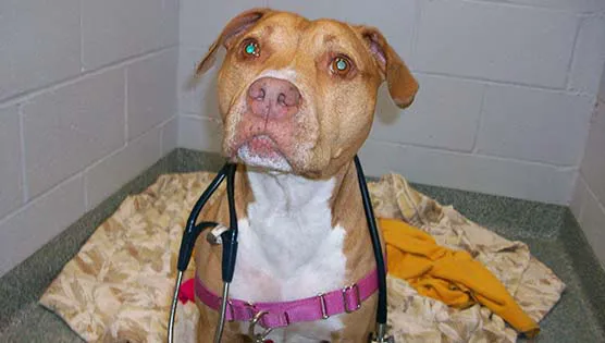 Bay State Veterinary Emergency & Specialty Services Picture 4